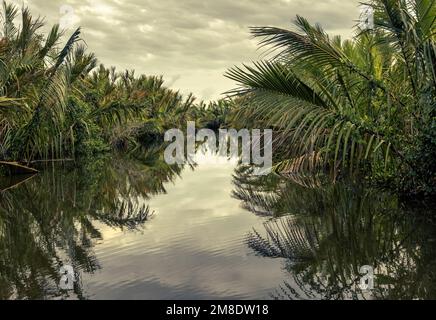 Giungla al tramonto vicino a Tangalle, Sri Lanka. Scenario di palude tropicale, fiume misterioso, laguna nella foresta pluviale al crepuscolo. Paesaggio di palude, sera f Foto Stock