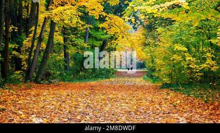 Vista panoramica della foglia autunnale dai colori vivaci che copre il sentiero in un parco Foto Stock