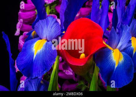 Giglio rosso Calla con Iris blu Foto Stock