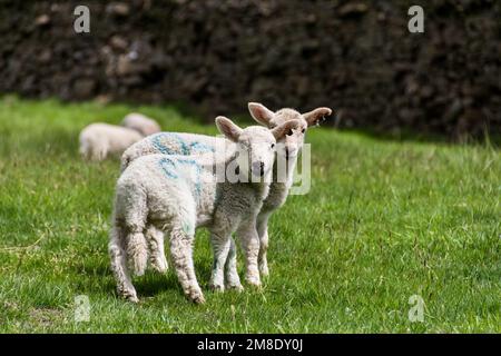 Coppia di fratelli di agnello in erba verde pascolo in fattoria. Peak District, Regno Unito Foto Stock
