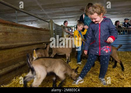 Francia, Eure et Loir (28), Nottonville, allevamento di capra Chevrerie de l'Abbaye de Nottonville, visita scolastica Foto Stock