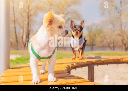 Cani in abiti sono in piedi su una panca. Focus su cucciolo di chihuahua bianco, cane nero sfocato. Foto Stock