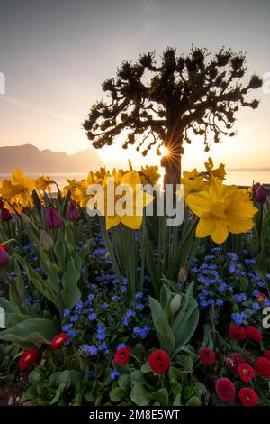 Daffodil giallo in un parco Foto Stock