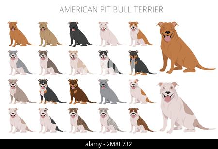 American pit bull terrier cani clipart. Varietà di colori, infografica. Illustrazione vettoriale Illustrazione Vettoriale