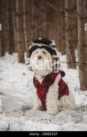 Goldendoodle Dog vestito con cappello skunk e gilet a base di bufalo Foto Stock