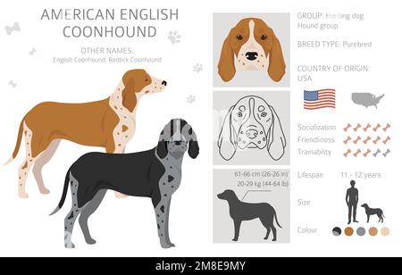 American englisn coonhound tutti i colori clipart. Diversi colori di rivestimento. Illustrazione vettoriale Illustrazione Vettoriale