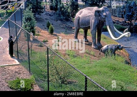 Un visitatore si esibirà presso la Brea Tar Pits di Los Angeles, California Foto Stock