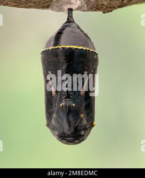 Un monarca di fine fase (danaus plexippus) chrysalis che è quasi pronto ad emergere Foto Stock