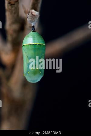 Monarca farfalla chrysalis appeso da un ramo Foto Stock