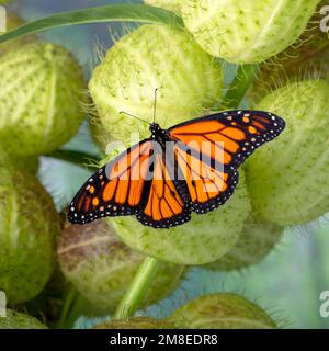 Una farfalla monarca (danaus plexippus) su un baccello di semi di alghe da latte (Gomphocarpus physocarpus), con le ali aperte