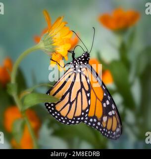 La vista laterale di una farfalla monarca (danaus plexippus) che si nutrono di un fiore di margherita arancione. Foto Stock