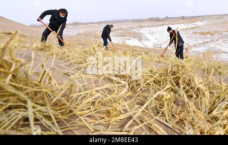 ZHANGYE, CINA - 13 GENNAIO 2023 - i residenti hanno messo le barriere di sabbia e piantano i saxoples nella zona desertica della contea di Linze nella città di Zhangye, CH nord-ovest Foto Stock