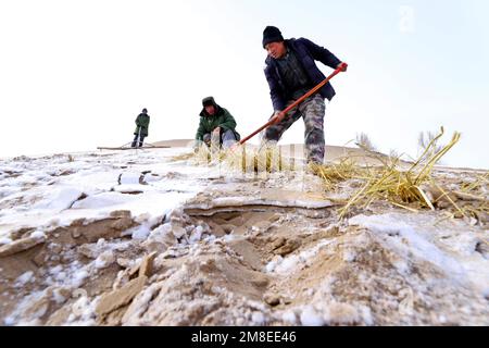 ZHANGYE, CINA - 13 GENNAIO 2023 - i residenti hanno messo le barriere di sabbia e piantano i saxoples nella zona desertica della contea di Linze nella città di Zhangye, CH nord-ovest Foto Stock