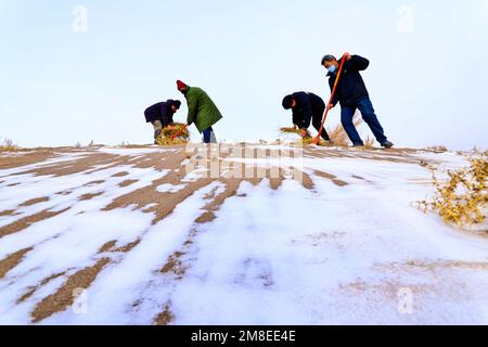 ZHANGYE, CINA - 13 GENNAIO 2023 - i residenti hanno messo le barriere di sabbia e piantano i saxoples nella zona desertica della contea di Linze nella città di Zhangye, CH nord-ovest Foto Stock