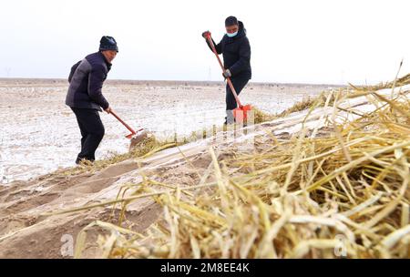 ZHANGYE, CINA - 13 GENNAIO 2023 - i residenti hanno messo le barriere di sabbia e piantano i saxoples nella zona desertica della contea di Linze nella città di Zhangye, CH nord-ovest Foto Stock