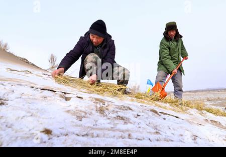 ZHANGYE, CINA - 13 GENNAIO 2023 - i residenti hanno messo le barriere di sabbia e piantano i saxoples nella zona desertica della contea di Linze nella città di Zhangye, CH nord-ovest Foto Stock