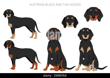 Clitpart nero austriaco e cane tan. Pose diverse, set di colori di rivestimento. Illustrazione vettoriale Illustrazione Vettoriale