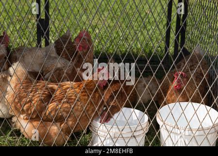 Gruppo di polli o galline dietro un recinto di filo. Foto Stock