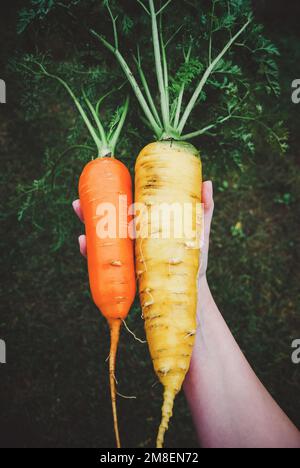Carote in mano, carote grandi ed enormi coltivate in azienda biologica Foto Stock