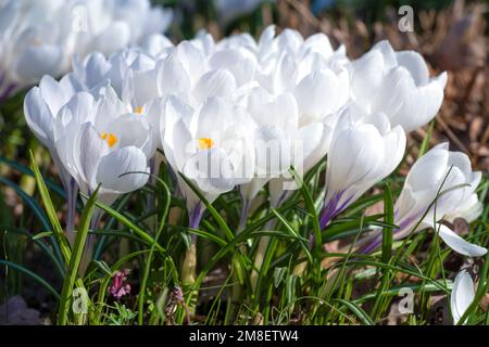 Primo piano di Crocus (Crocus vernus) in una giornata di sole primaverile Foto Stock