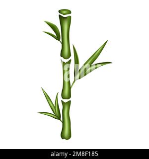 Bambù illustrato isolato su sfondo bianco. EPS10. Illustrazione Vettoriale