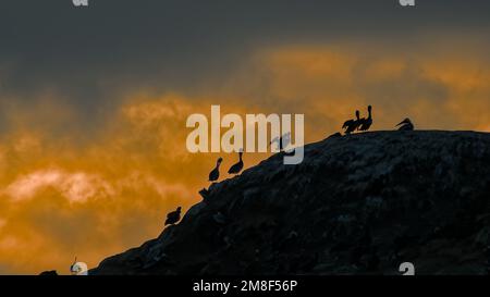 I pellicani marroni della California si allineano sulla cima di una scogliera con il cielo del tramonto sullo sfondo. Foto Stock