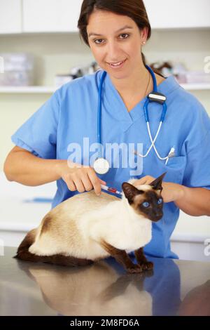 Tempo di inoculazione per animali domestici. Ritratto di un veterinario che dà un gatto siamese un'iniezione. Foto Stock