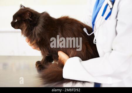 Assicurarsi che sia ok. un veterinario che esamina un gatto su un tavolo di esame. Foto Stock