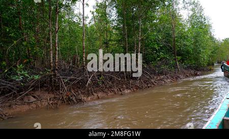 Scenario naturale di River Flow, ecosistema della Foresta di Mangrove e barche da pesca nel villaggio di Belo Laut, Indonesia Foto Stock