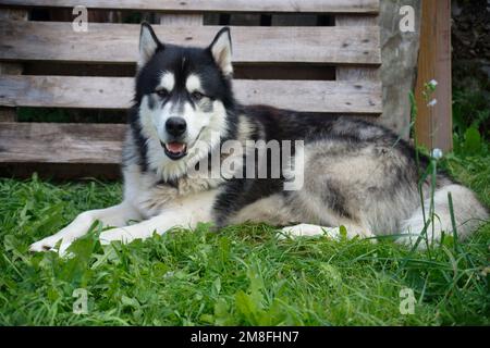 Malamuto dell'Alaska su erba verde Foto Stock