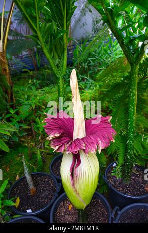 Un Arum Titan conosciuto anche come Corpse Flower in una rara fioritura nel gennaio 2023 nei Giardini Botanici di Adelaide in Australia. Foto Stock