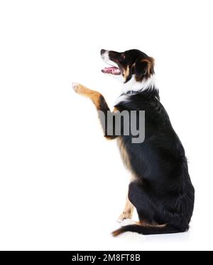 Border collie, studio e cani con trucco zampa, sfondo bianco o spazio mockup. Animali domestici intelligenti, lealtà e zampa di cane sullo sfondo studio per l'attenzione Foto Stock