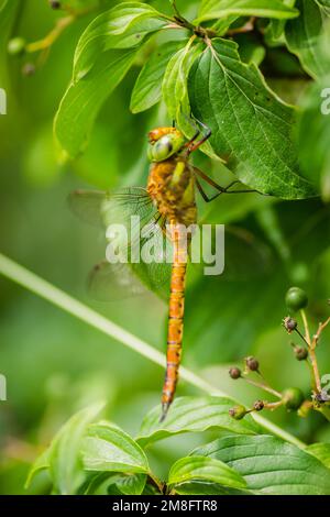 Bella libellula primo piano seduta su una lama essiccata su uno sfondo di un erba verde Foto Stock