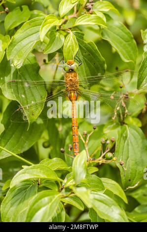 Bella libellula primo piano seduta su una lama essiccata su uno sfondo di un erba verde Foto Stock