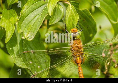 Bella libellula primo piano seduta su una lama essiccata su uno sfondo di un erba verde Foto Stock