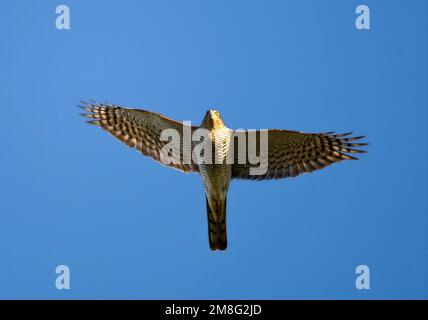 Sperwer in vlucht tijdens de trek; Eurasian Sparviero in volo durante la migrazione Foto Stock