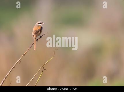 Langstaartklauwier, Long-tailed Shrike, Lanius schach Foto Stock