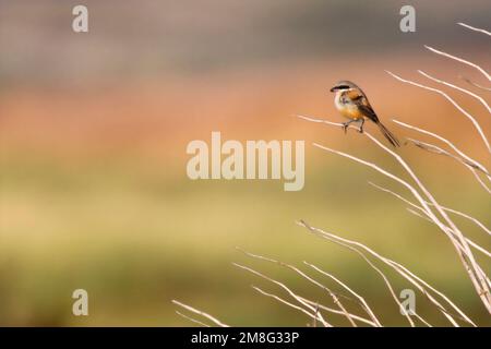 Langstaartklauwier, Long-tailed Shrike, Lanius schach Foto Stock