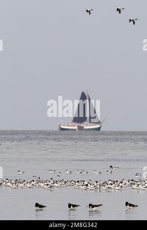 Kluten en Scholeksters in Westhoek; Pied Avocet e Eurasian Oystercatcher a Westhoek Foto Stock