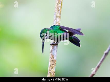 In Groenkruinbrilliantkolibrie zit; verde-incoronato arroccato brillante Foto Stock