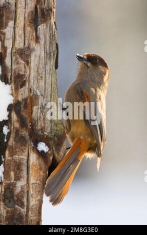 Taigagaai siberiano Jay Foto Stock