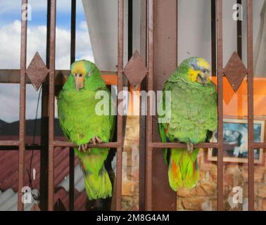 Oranjevleugelamazone paar als huisdier presso il ristorante in Colombia; arancione-winged Amazon detenute als pet Foto Stock