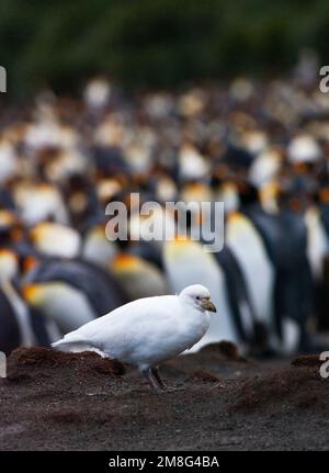 Zuidpoolkip; Sheathbill nevoso Foto Stock