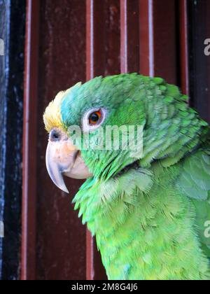 Oranjevleugelamazone paar als huisdier presso il ristorante in Colombia; arancione-winged Amazon detenute als pet Foto Stock