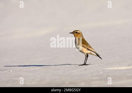 Tapuit; Culbianco; Oenanthe oenanthe Foto Stock