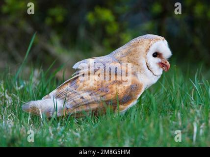 Kerkuil incontrato prooi; Barbagianni con la preda Foto Stock