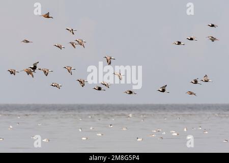 Groep vogels vliegend boven Waddenzee; stormo di uccelli sorvolano il Wadden Sea Foto Stock