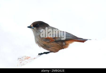 Taigagaai siberiano Jay, Perisoreus infaustus Foto Stock