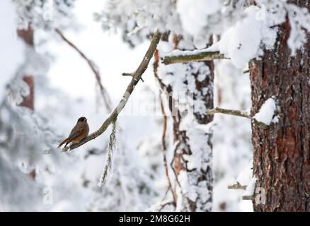 Taigagaai siberiano Jay, Perisoreus infaustus Foto Stock