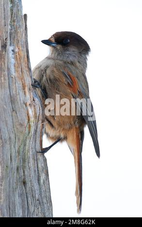 Taigagaai zittend op een besneeuwde boom; Siberian Jay arroccato su una coperta di neve tree Foto Stock